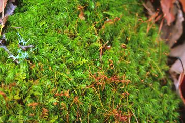 Moss growing in yard