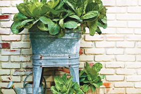 Fresh Decorative Collards