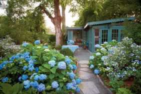 French Hydrangeas