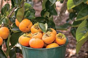 How To Grow Persimmons