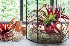 Air Plant