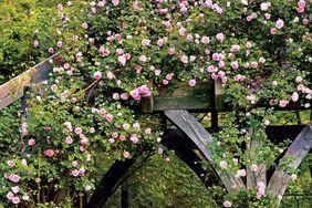 Climbing Roses