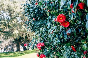 Camellia Blooms on Bush in Charleston, SC