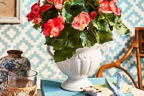 Indoor Potted Begonias