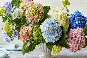 Hydrangea Arrangement