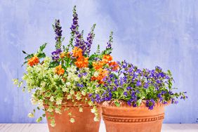 Pair of Terra-Cotta Pots with Purple, Orange, and White Flowers