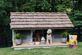 Three dogs in dogtrot style dog house