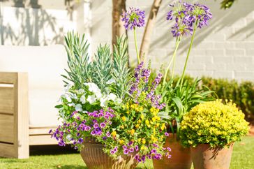 Trio of Pots with Purple and Yellow Flowers