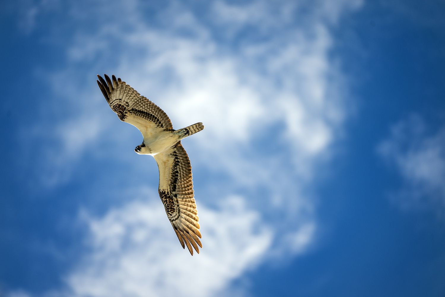 Osprey