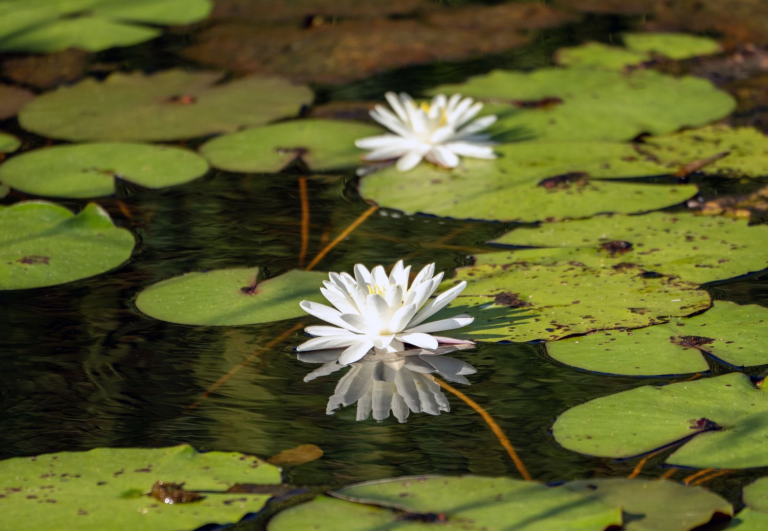 Lilies in a pond