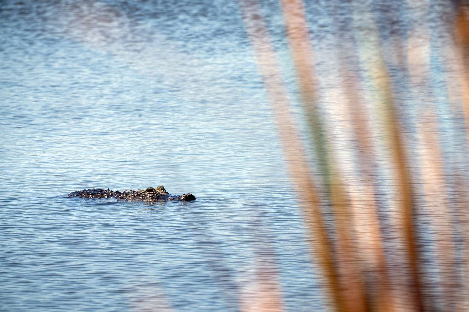 Alligator on Horn Island