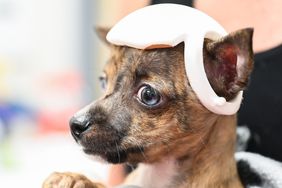 Trevor Elliott and Connor Mackey work Monday, July 15, 2024 to try out 3-D printed helmets for a puppy at the Humane Educational Society.