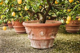 Potted Orange Trees