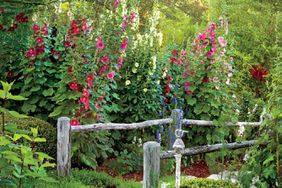 Hollyhocks