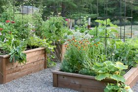 Raised Garden Beds