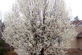 Bradford pear