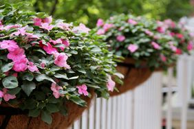 Fence Basket with Impatiens