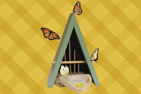 One of the best gifts for gardeners, a butterfly house, on a yellow lattice background. 