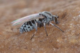 Black Fly on Rock