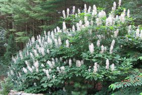 Bottlebrush Buckeye Shrub