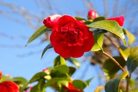 Camellia flowers