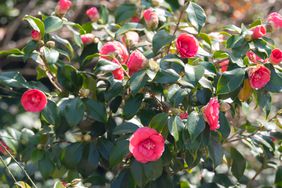 camellia