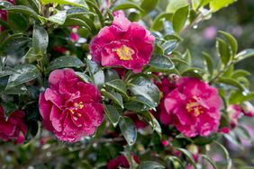 October Magic Camellia Blooming