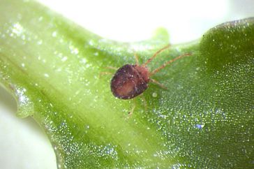 Clover Mite