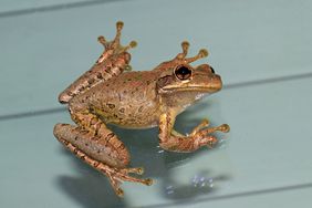 Cuban Tree Frog