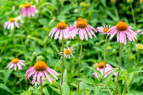 coneflower