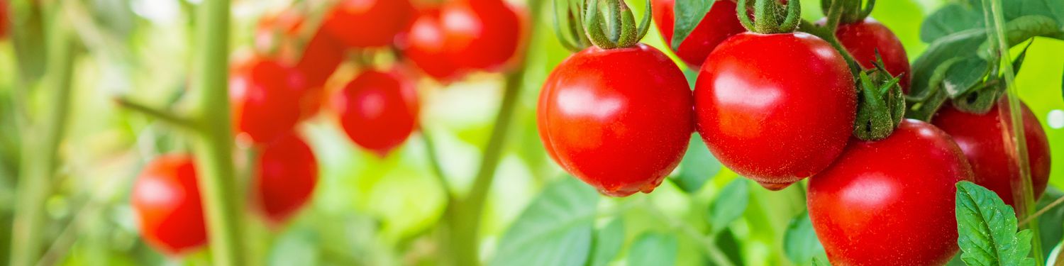 Cherry tomato cluster on the plant