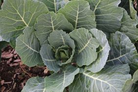 Collards growing in garden