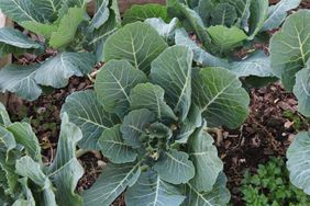 collards