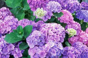 hydrangea