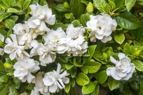 gardenia