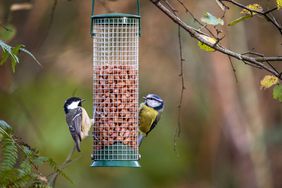 A coal tit and a blue tit feeding on peanuts either side of a hanging bird feeder