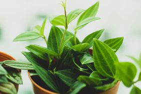 Radiator Plant