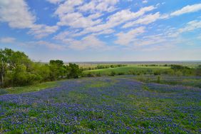 Bluebonnet