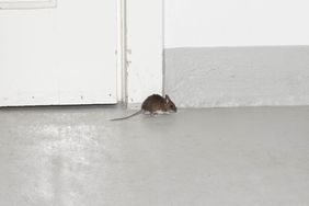 Mouse in garage 