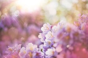 Azalea flowers blooming in morning light