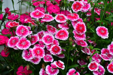 Dianthus / fringed pink is a single, flagrant flowers with deeply fringed petals in colorful patterns