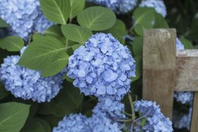 Hydrangea