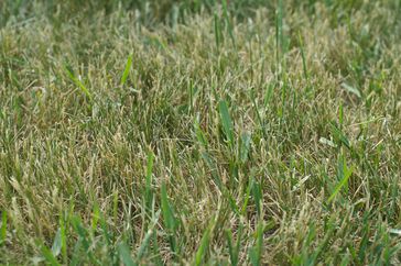 Dry lawn with crabgrass