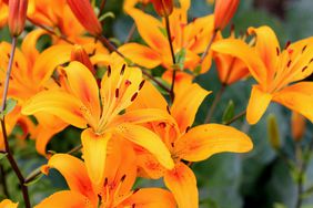 Asiatic Lillies