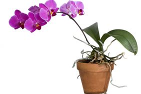 purple orchid