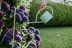 watering hydrangeas