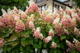 Pink and White strawberry sundae hydrangeas