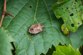 Stink Bug on Leaf