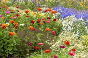 Zinnias in Garden