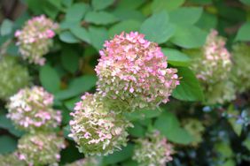 limelight hydrangea